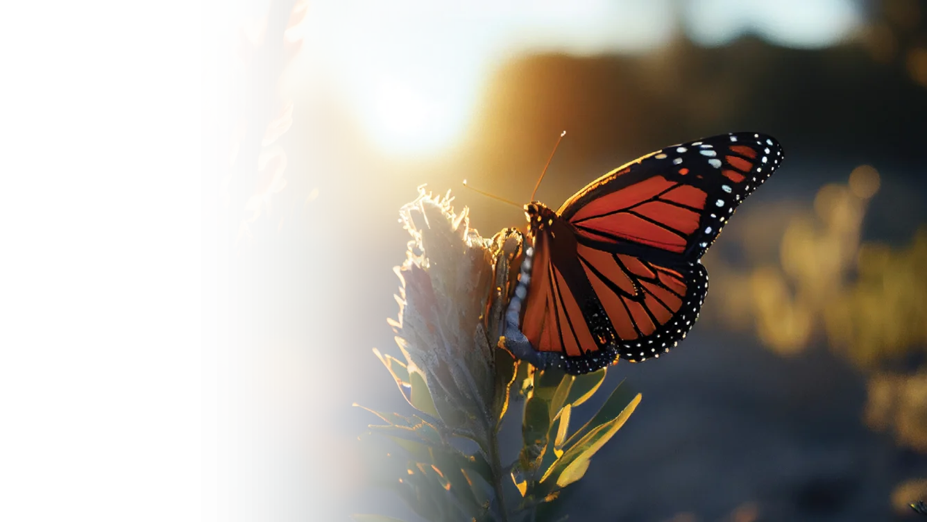 Closeup of a butterfly on a plant with sunshine